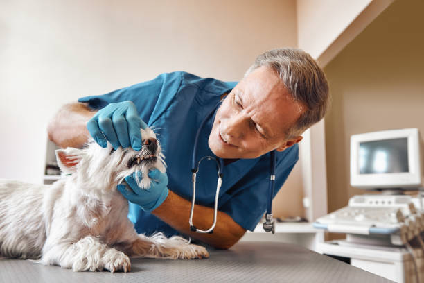 Best Weekend Emergency Dentist in Lowell, AR